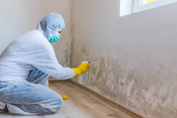 Licensed Attic Mold Removal service in Wingate, MD - WQB Mold Removal