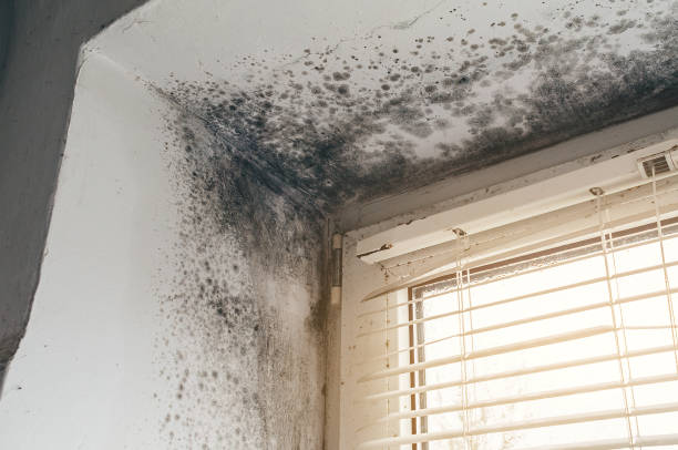Affordable Attic Mold Removal solutions in Wingate, MD
