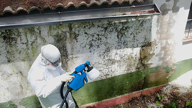 Top rated local Attic Mold Removal specialists in Wingate, MD